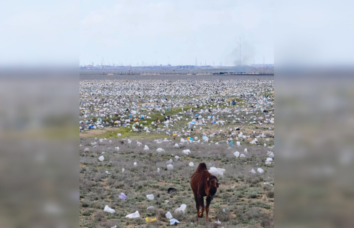 "Скажите, что это ИИ": степи Мангистау в полиэтиленовых пакетах обсуждают в сети (ВИДЕО)