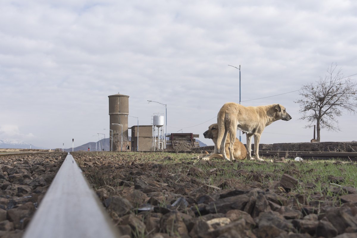 Число больных бруцеллезом бродячих собак растет в Костанайской области (ВИДЕО)