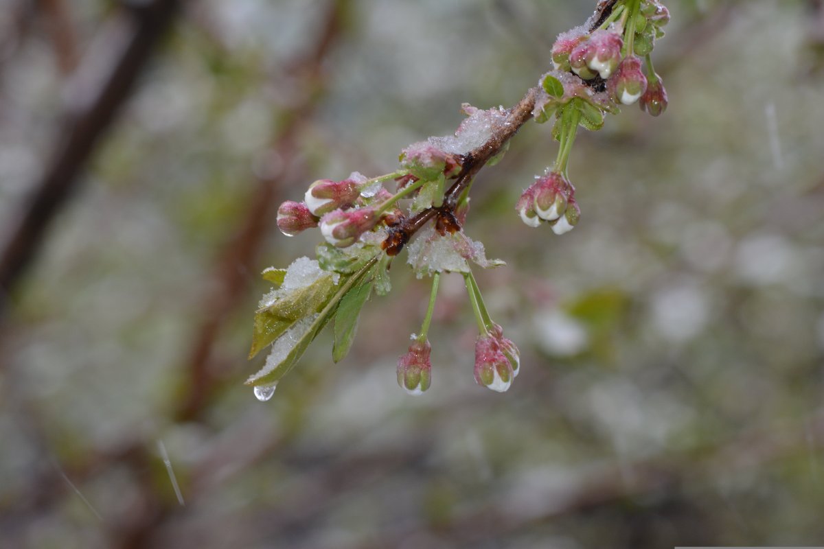 Заморозки на севере, пожарная опасность на юге: погода в Казахстане 24 апреля