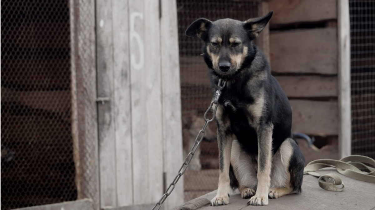 "Закон есть, но система не работает полноценно": эксперт о проблемах обращения с животными в Казахстане