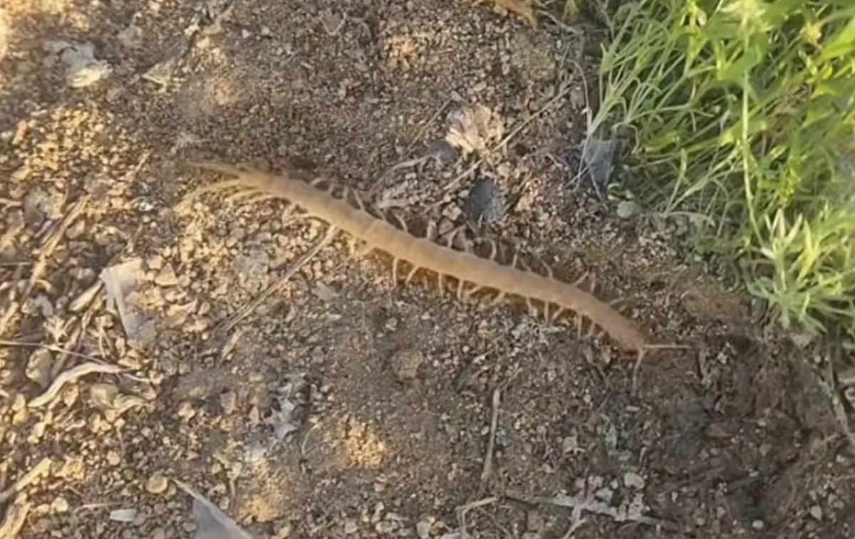 Жительница Актау заметила в степи существо, похожее на сколопендру (ВИДЕО)