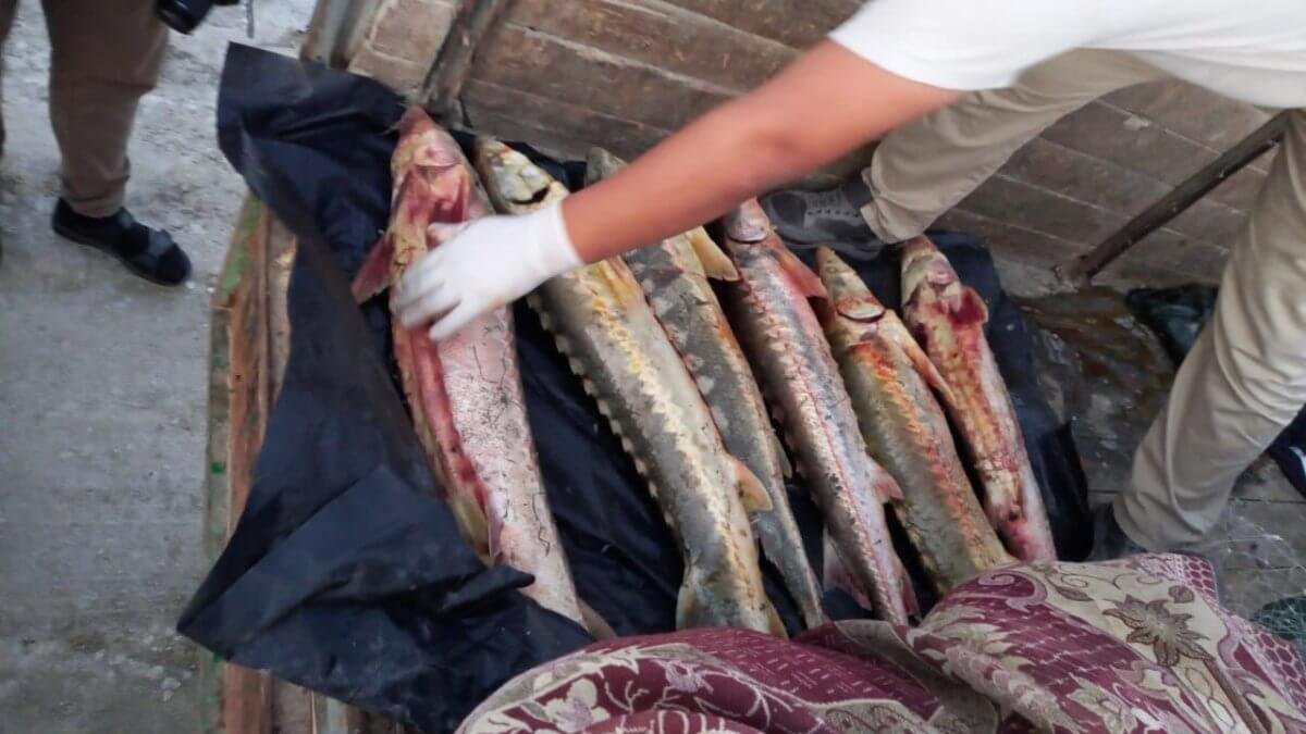 За икру и осетровую рыбу могут посадить в Казахстане