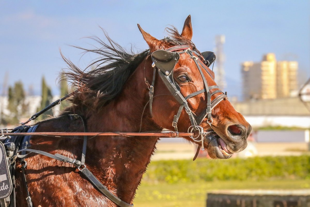 Лошадь откусила палец женщине на ипподроме в СКО