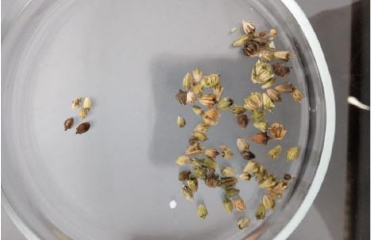 Зараженные семена и зерно выявили в двух регионах Казахстана