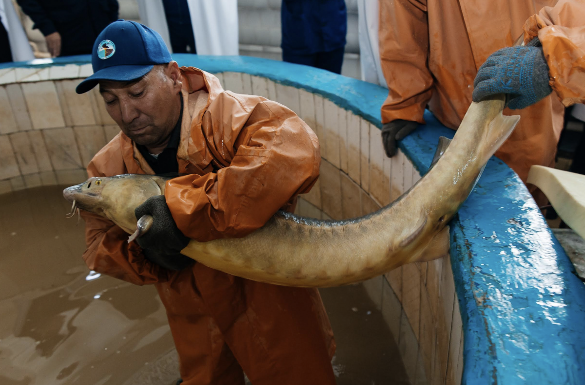 Осетровые возвращаются в Атырау