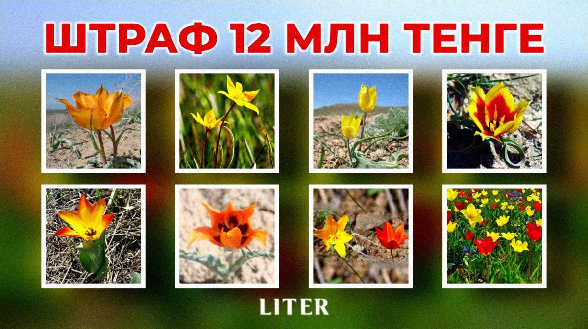 Не уверен – не рви: какие растения и грибы могут оставить вас без денег в Казахстане