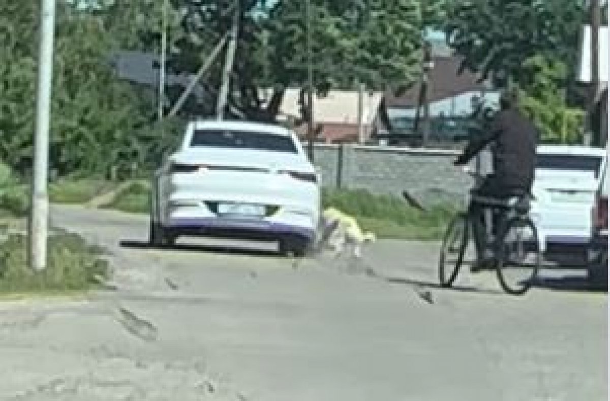 Собаку привязали к автомобилю и мучили в Жетысу (ВИДЕО)