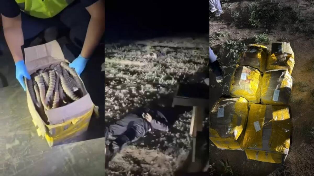 Более 500 кг рогов сайгака изъяли в Жетысуской области (ВИДЕО)