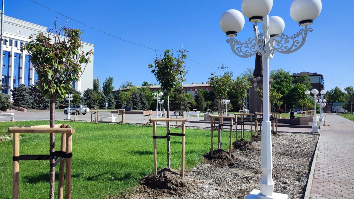 Приживется ли сакура?