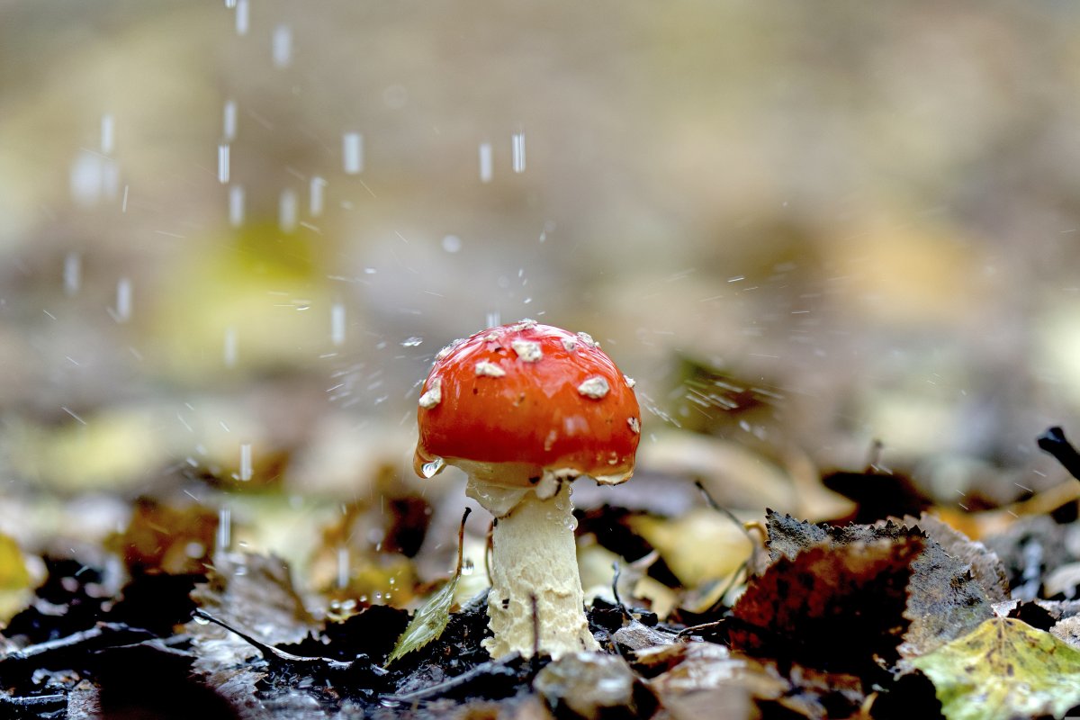 Шымкентцев предупредили о непогоде