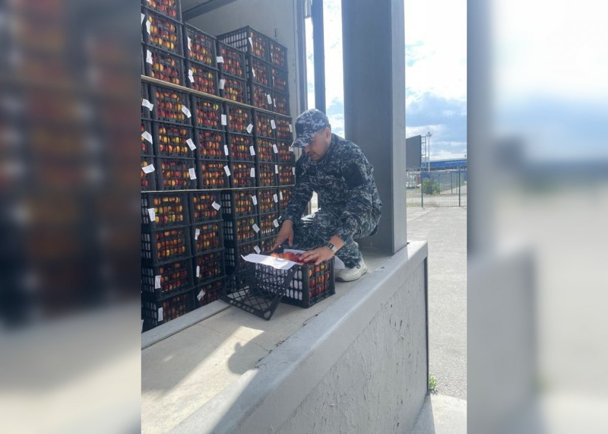40 тонн зараженных персиков и моркови пытались ввезти в Казахстан из Китая