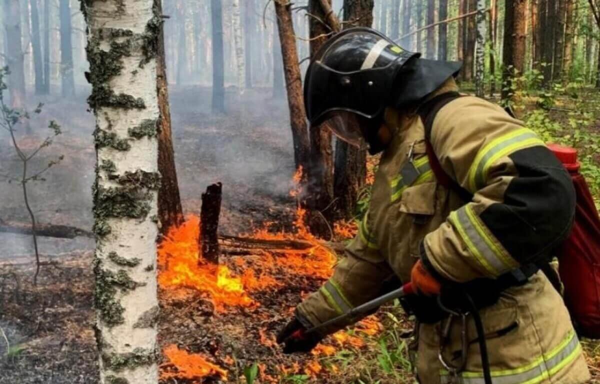 В Минэкологии рассказали, где в Казахстане горел лес 28 июля
