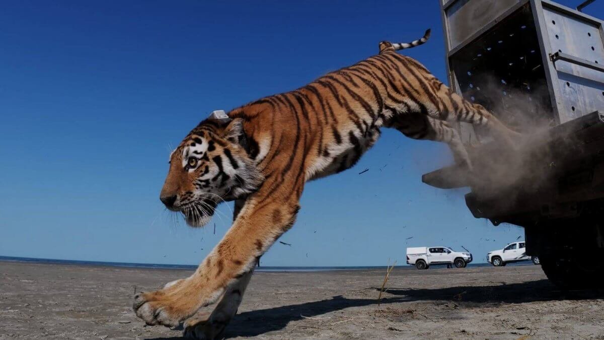 GPS, фотоловушки и следы: как контролируют перемещения тигрицы Үміт в Иле-Балхаш