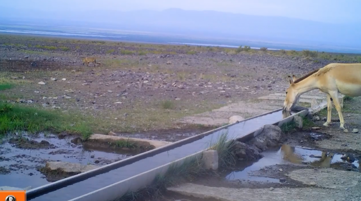 В "Алтын-Эмеле" сняли уникальное перемирие волка и куланов у водопоя (ВИДЕО)