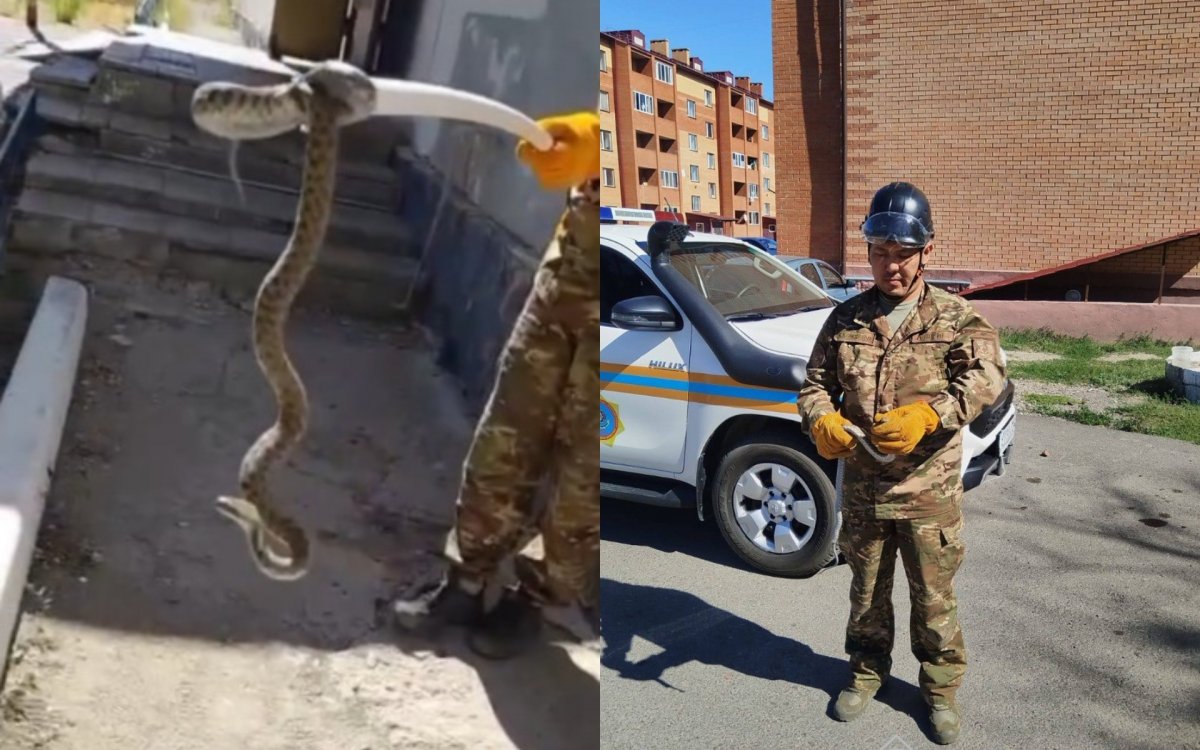 Змея заползла к дому: спасатели выловили ее в Приозерске