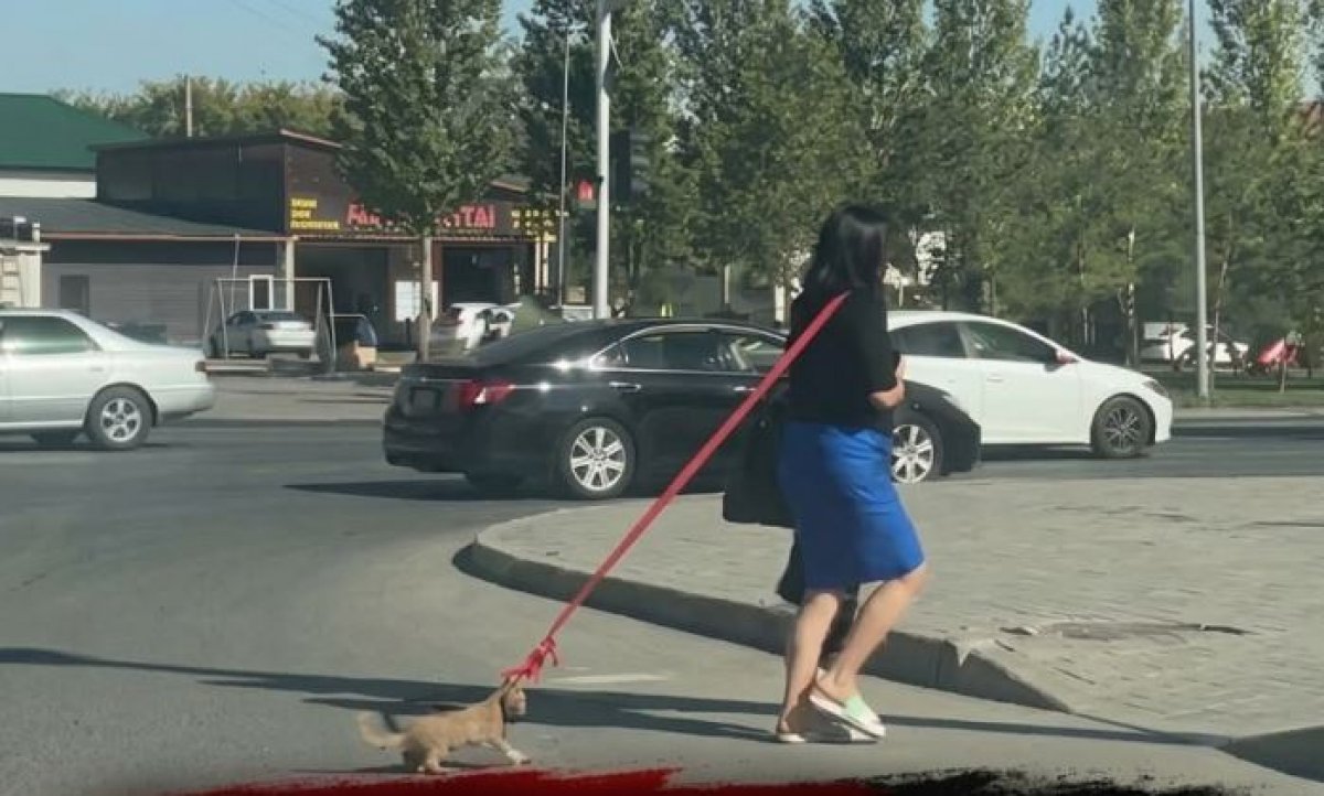 Котенка тащили по улице за веревку в Астане