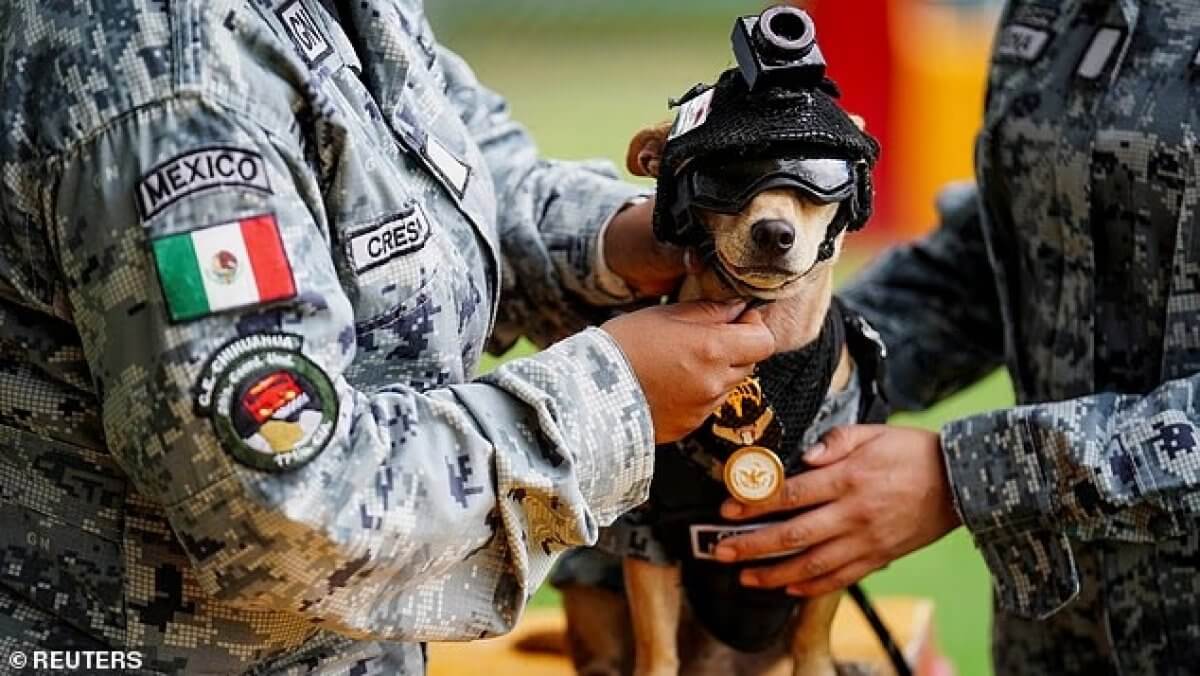 Самый маленький новобранец: чихуахуа вступил в Национальную гвардию Мексики