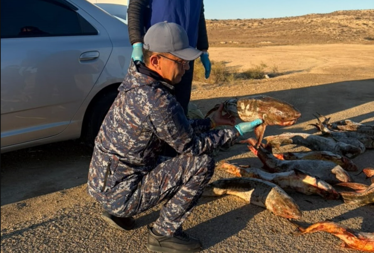 У водителя "Кобальта" обнаружили более 135 кг краснокнижной рыбы в Мангистау (ВИДЕО)