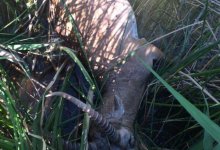 Трех жителей ЗКО подозревают в охоте на степную антилопу