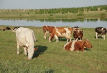 В Костанайской области воры отстреливали скот, мясо сбывали в городе