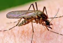 Ситуацию с комарами в Нур-Султане обещают исправить в ближайшие дни