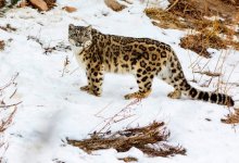 Спасение снежного барса в Казахстане