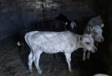 В Костанайской области угнали скот на миллионы тенге