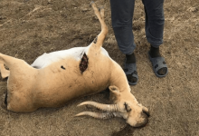 За истребление сайги задержаны двое подозреваемых в Костанайской области