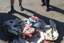 Мясо краснокнижной сайги обнаружили в свободной продаже в Карагандинской области