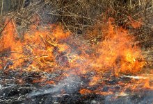 Лесостепной пожар удалось ликвидировать в Костанайской области