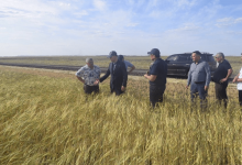 В 8 районах Костанайской области приступили к уборочной кампании