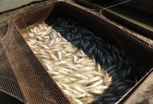 Более 2000 человек приняли участи в акции «Водоемы - чистые от сетей» в Атырауской области