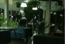 Въехавший в кафе на лошади житель Текели арестован на пять суток