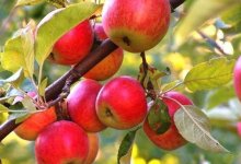 Баталов возродил алматинский апорт