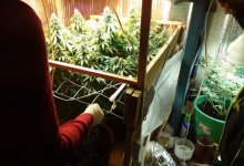 Коноплю в подвалах многоэтажек выращивал житель Уральска