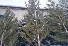 Подарить животным живые елки после праздников просят в зоопарке Алматы