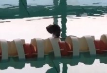 Бассейн в Павлодаре приостановил работу из-за обнаруженной мыши