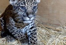 Алматинский зоопарк объявил конкурс на имя для двухмесячной малышки - ягуара
