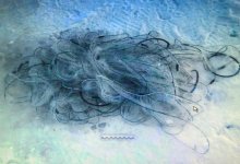 Около 100 кг рыбы на 2 000 метров сети поймали браконьеры в озере Балхаш