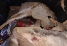 Две туши сибирских косуль изъяли у жителей СКО