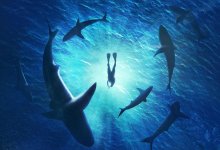Акулы съели футболиста в Австралии