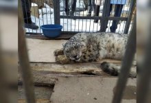 О состоянии раненого в голову снежного барса из Кыргызстана рассказали ветеринары