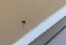 На клопов жалуются пациенты Мангистауской областной больницы