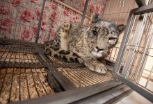 Раненый в Кыргызстане снежный барс не сможет жить в дикой природе