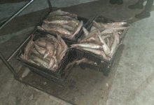 Почти полтонны рыбы выловили сетями браконьеры в Карагандинской области