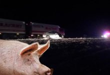 Казахстанец погиб из-за свиньи на трассе в России