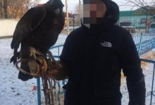 Краснокнижного беркута держал у себя дома житель Туркестанской области