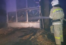 Три тысячи цыплят погибли в пожаре на птицефабрике в Туркестанской области