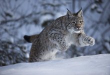 Рысь убила 20 кошек в подвале жилого дома Семея