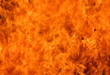 Пожар в приюте для животных Экибастуза: погибли десятки животных